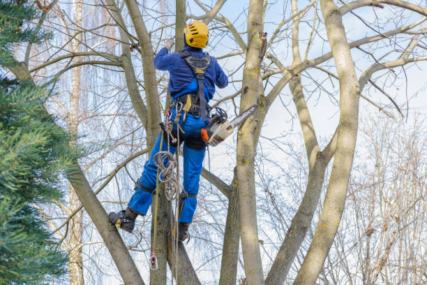 Trusted Evergreen Park, IL Tree Removal Experts