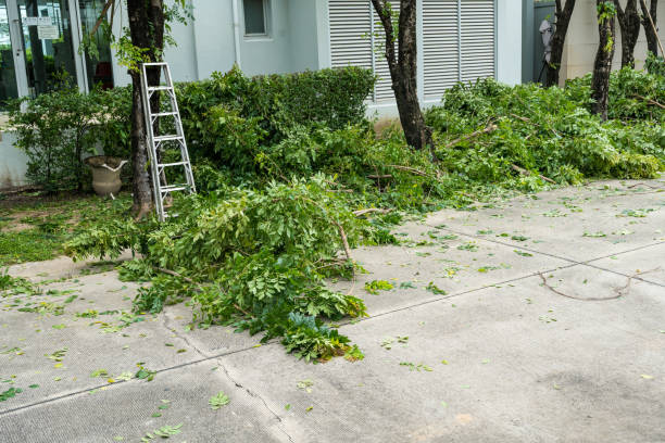 How Our Tree Care Process Works  in  Evergreen Park, IL